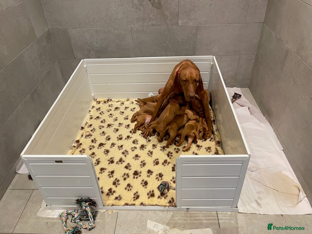 Hungarian Vizsla dogs for sale: Exceptional KC registered Hungarian Vizsla Litter - Image 12
