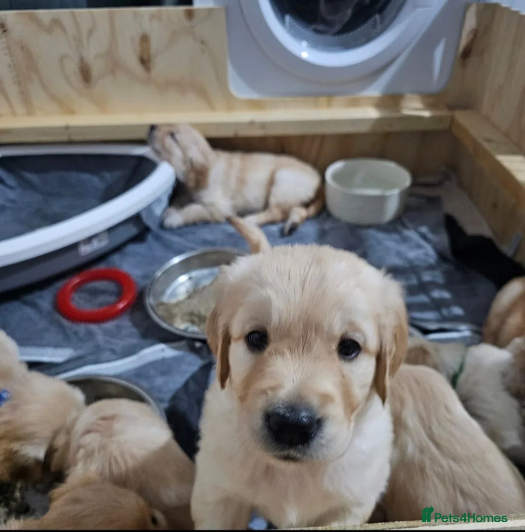Golden Retriever dogs for sale: Gorgeous KC full pedigree golden retrievers  - Advert 11