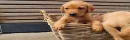 Labrador Retriever dogs for sale: Beautiful KC Registered Labrador Puppies - Advert 1