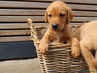 Labrador Retriever dogs for sale: Beautiful KC Registered Labrador Puppies - Advert 1
