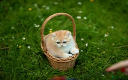 British Shorthair cats for sale: 🔥Exceptional GCCF pedigree golden BSH - Image 24