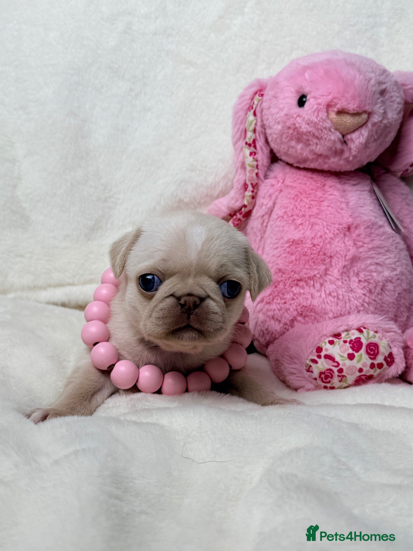 Pug dogs 3rd generation pugs 1 girl 1 boy available  - Advert 1