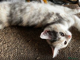 British Shorthair cats - Advert 1