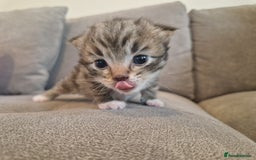 Mixed Breed cats for sale: Ragdoll x kittens x 2  - Image 7