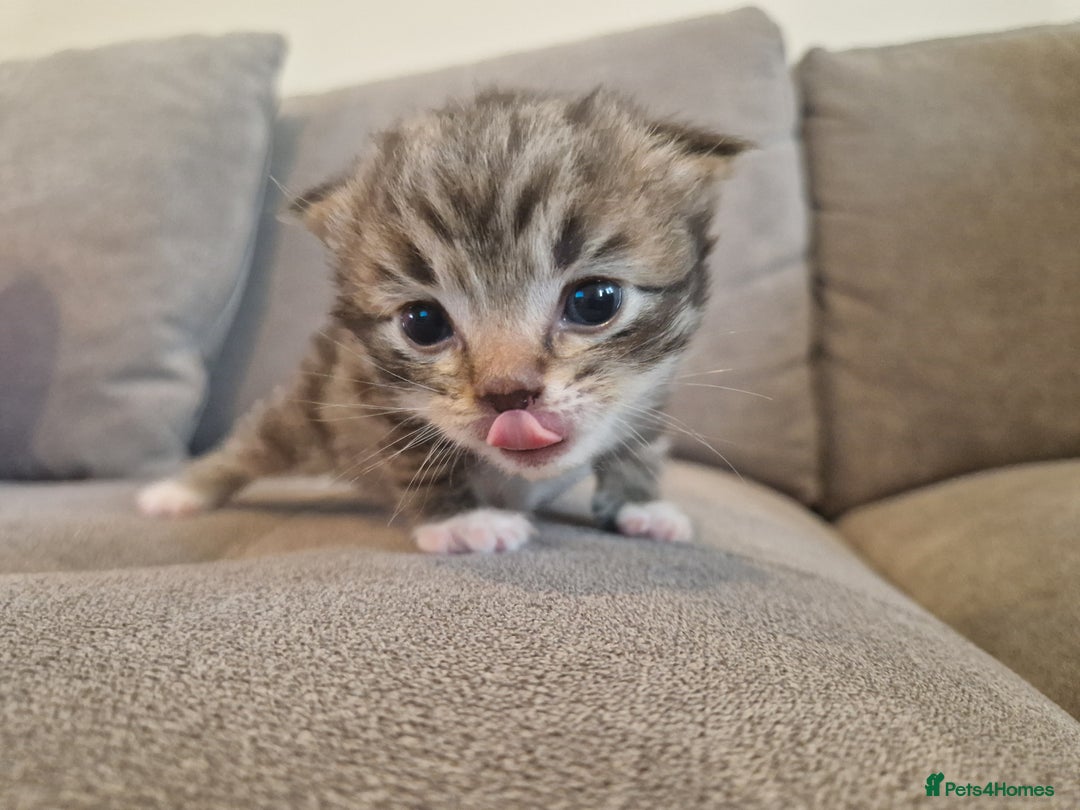 Mixed Breed cats for sale: Ragdoll x kittens x 2  - Image 7