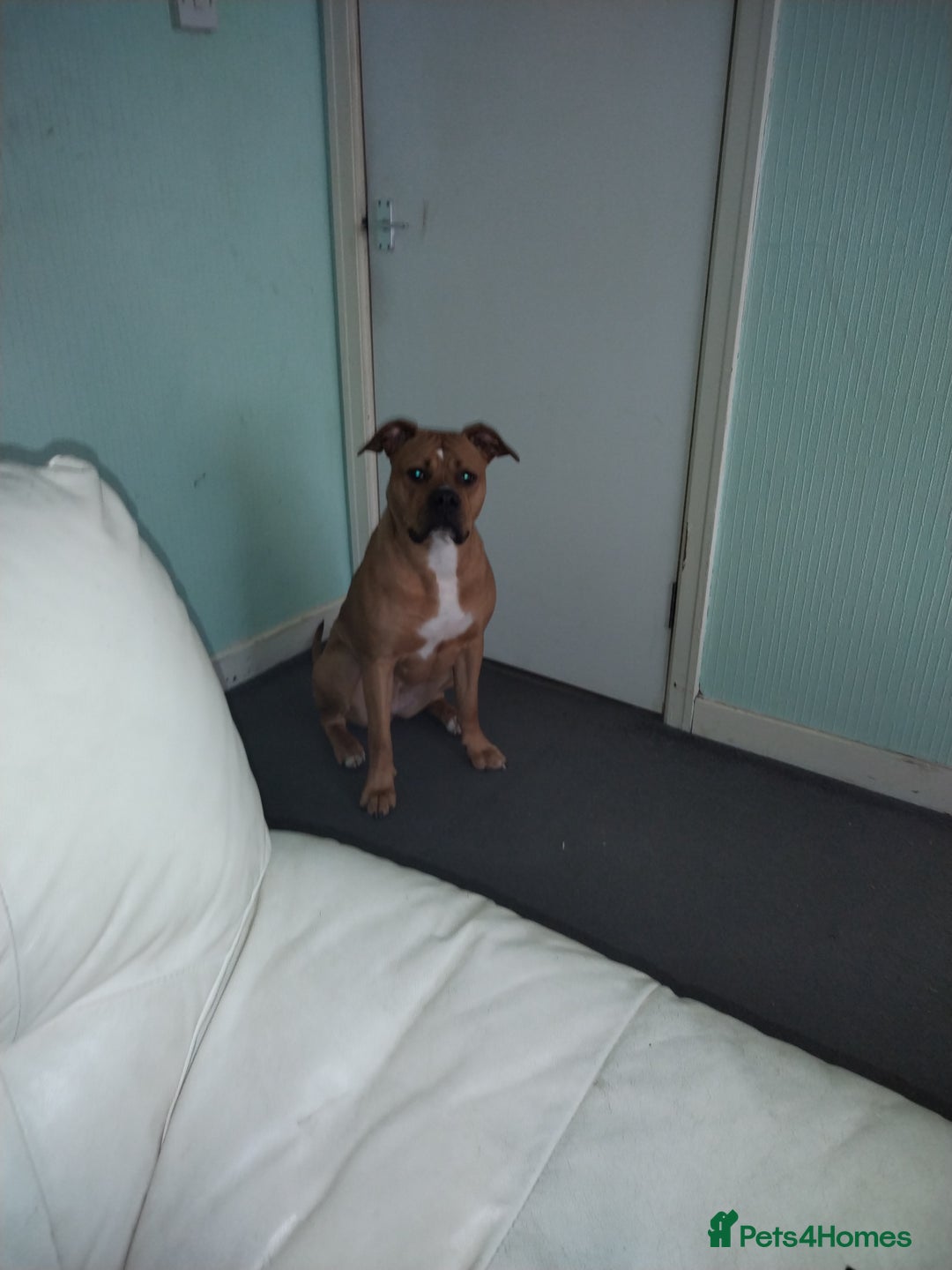 Mixed Breed dogs for sale: Bella in Ardrossan - Image 2