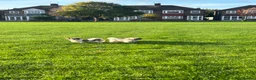 Shih Tzu dogs for sale: Beautiful imperial shih - tzu puppies  in Hatfield - Advert 8
