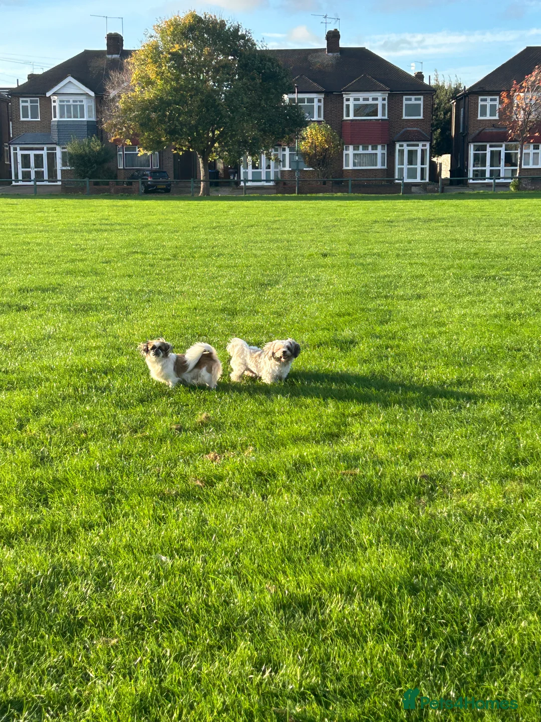 Shih Tzu dogs for sale: Beautiful imperial shih - tzu puppies  in Hatfield - Advert 8