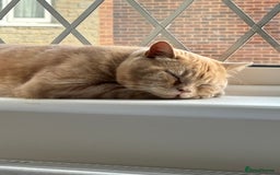 British Shorthair cats for sale: Our wonderful boy, Ferguson for sale  - Advert 12