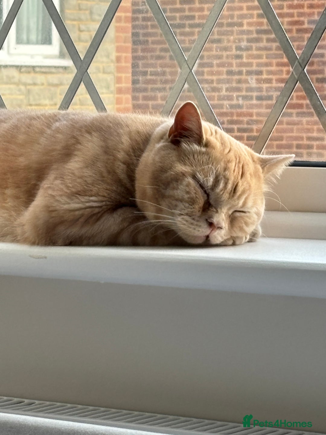 British Shorthair cats for sale: Our wonderful boy, Ferguson for sale  - Advert 12