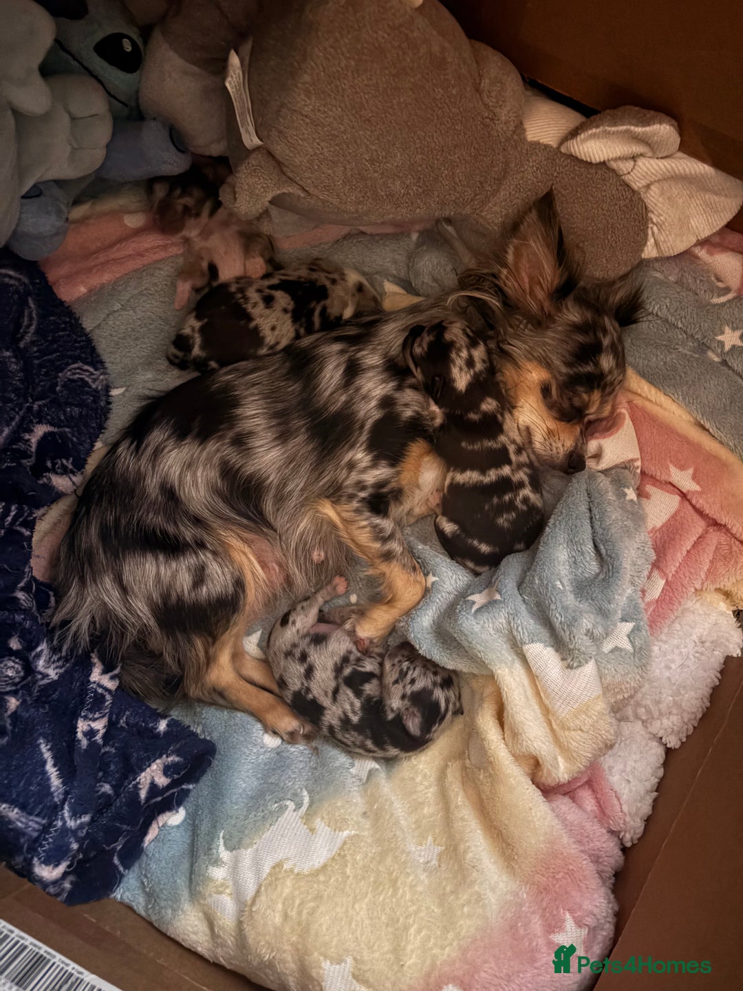 Chihuahua dogs for sale: Beautiful Merle Chihuahua Puppies 🐶  - Advert 4