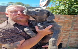 Cane Corso dogs for sale: Italian cane corso puppies  - Image 3