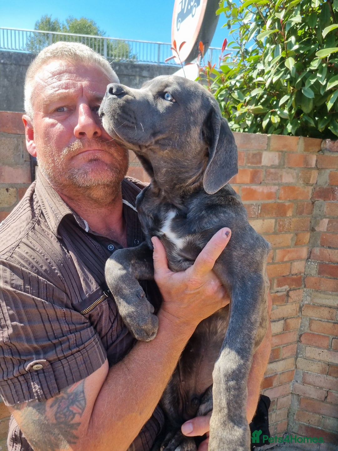 Cane Corso dogs for sale: Italian cane corso puppies  - Image 3