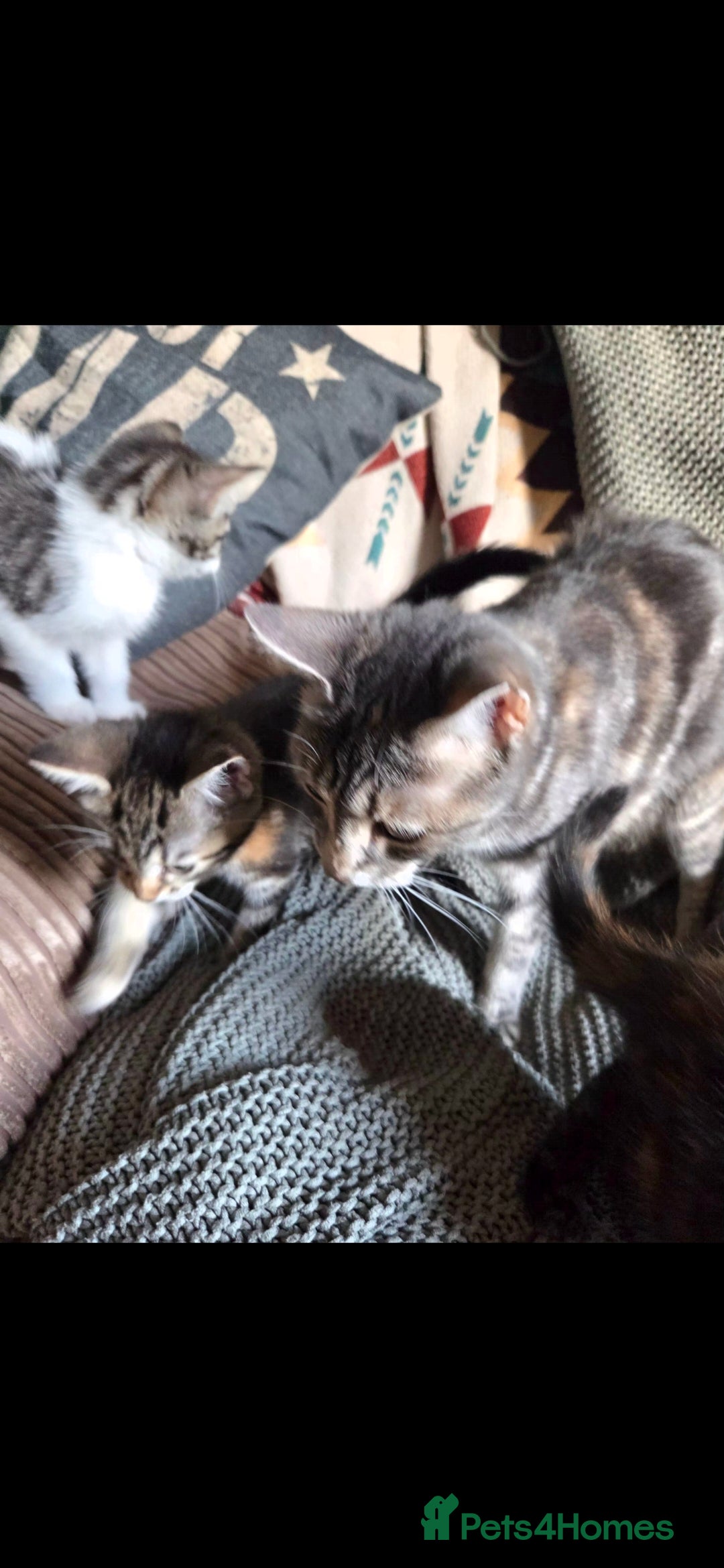 Mixed Breed cats for sale: Kittens ready now PLEASE READ! - Advert 1