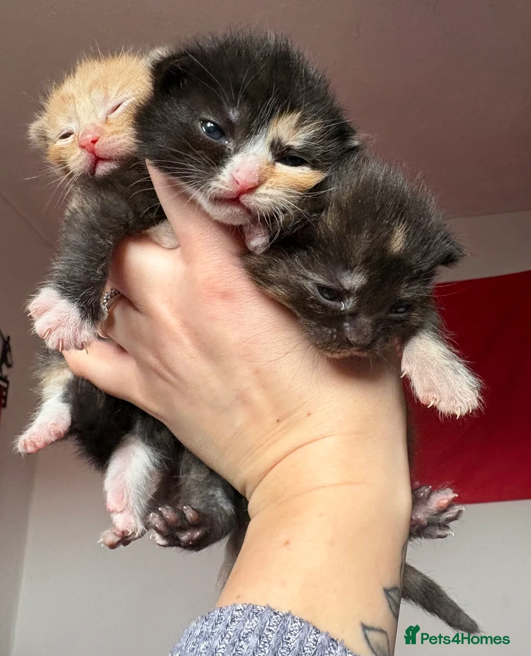 Mixed Breed cats for sale: Beautiful kittens - Advert 1