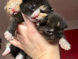 Mixed Breed cats Beautiful kittens - Advert 3