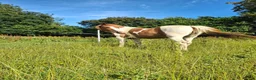 Dartmoor horses for sale: Dartmoor hill pony - Advert 7
