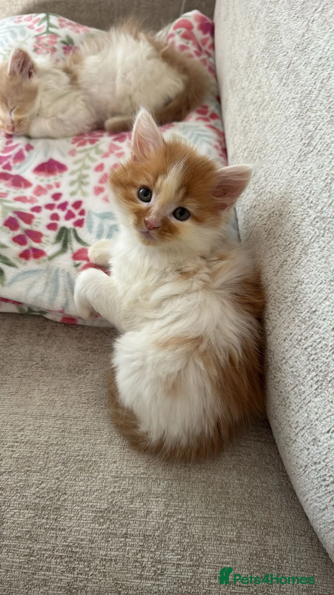 Munchkin cats for sale: Long leg munchkin kittens in Tonbridge - Advert 1