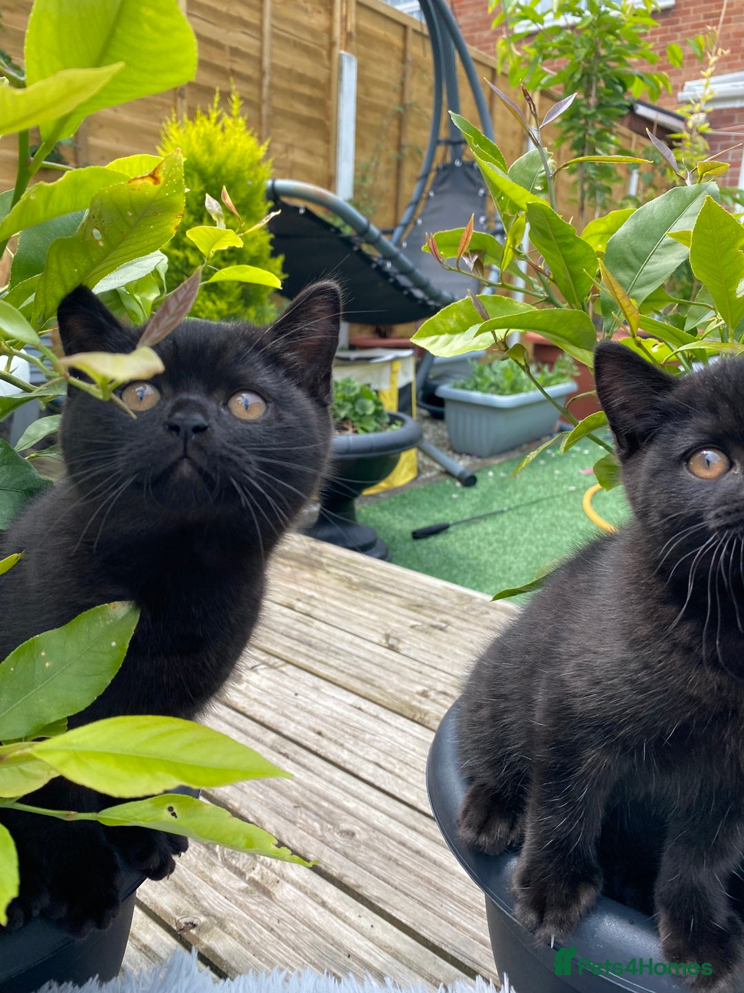 British Shorthair cats for sale: Stunning Pedigree British Shorthair Kittens in Portsmouth - Image 19