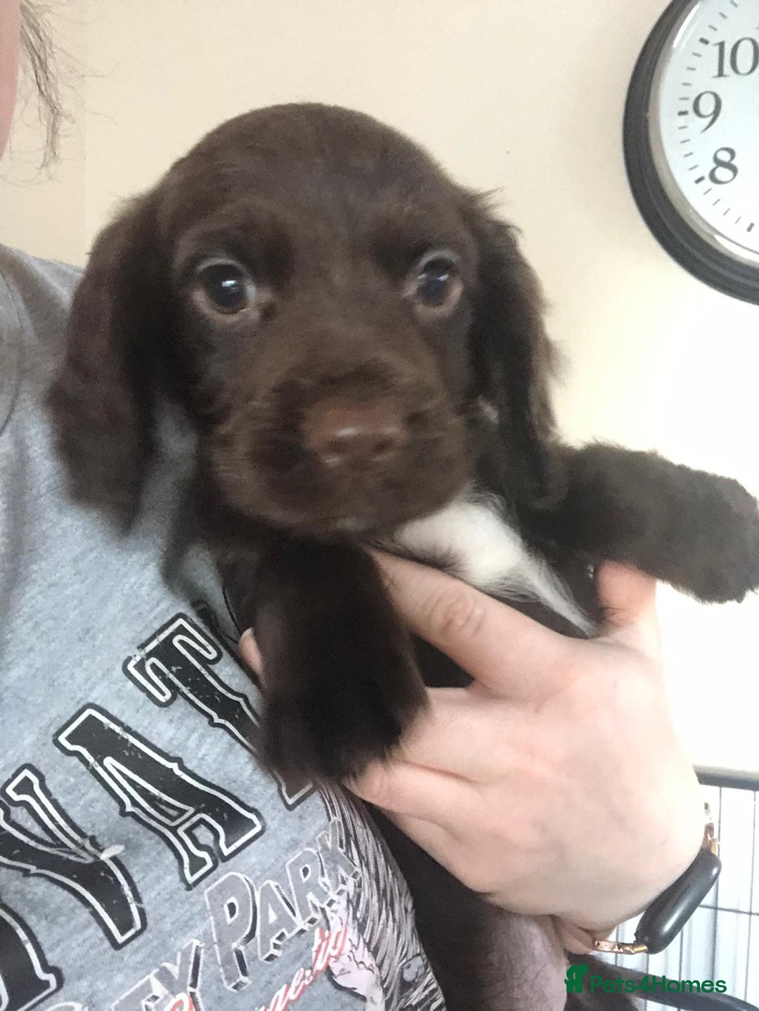 Cocker Spaniel dogs for sale: Cocker spaniel pup kc registered ⭐️ - Advert 7