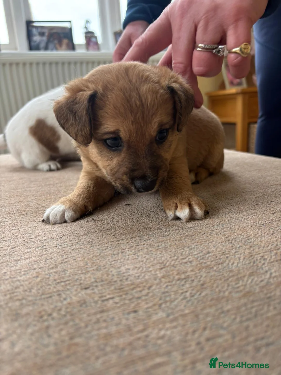 Mixed Breed dogs for sale: Norjack! - Advert 8