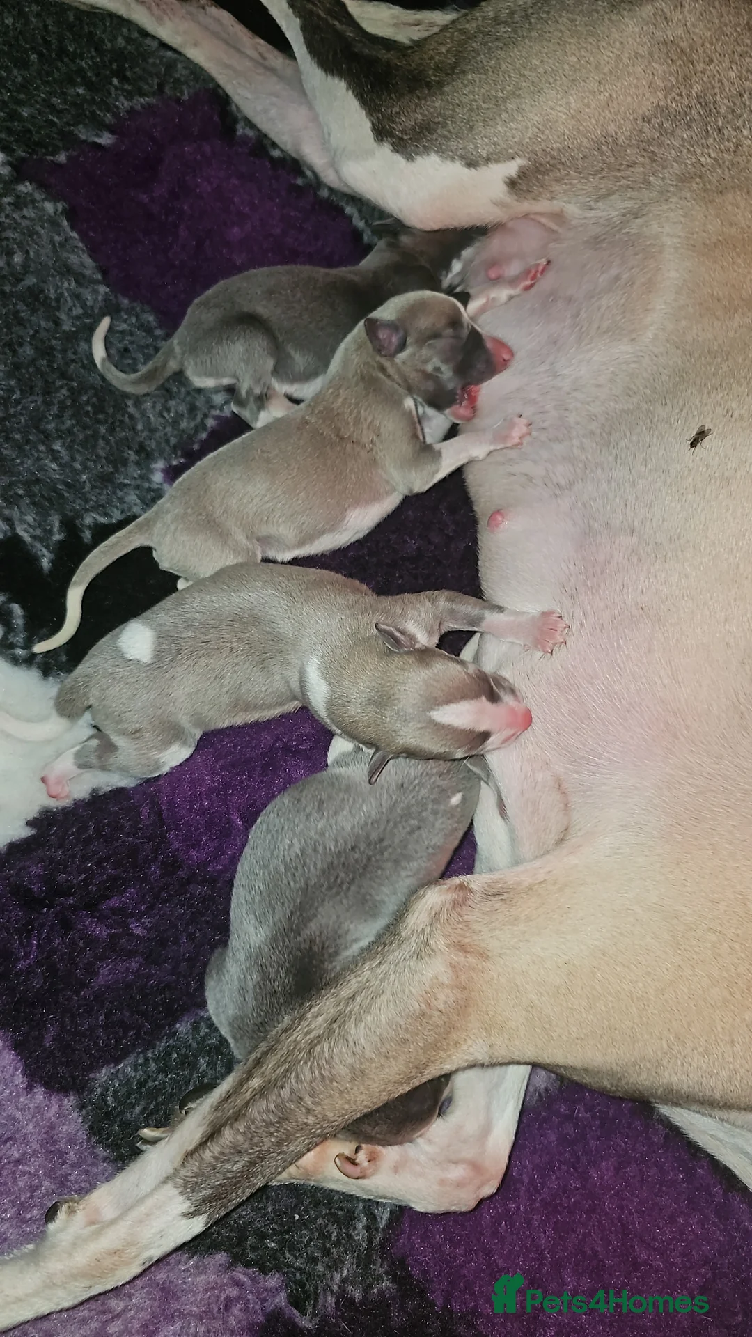 Whippet dogs for sale: READY NOW kc reg blue whippet puppies - Advert 5