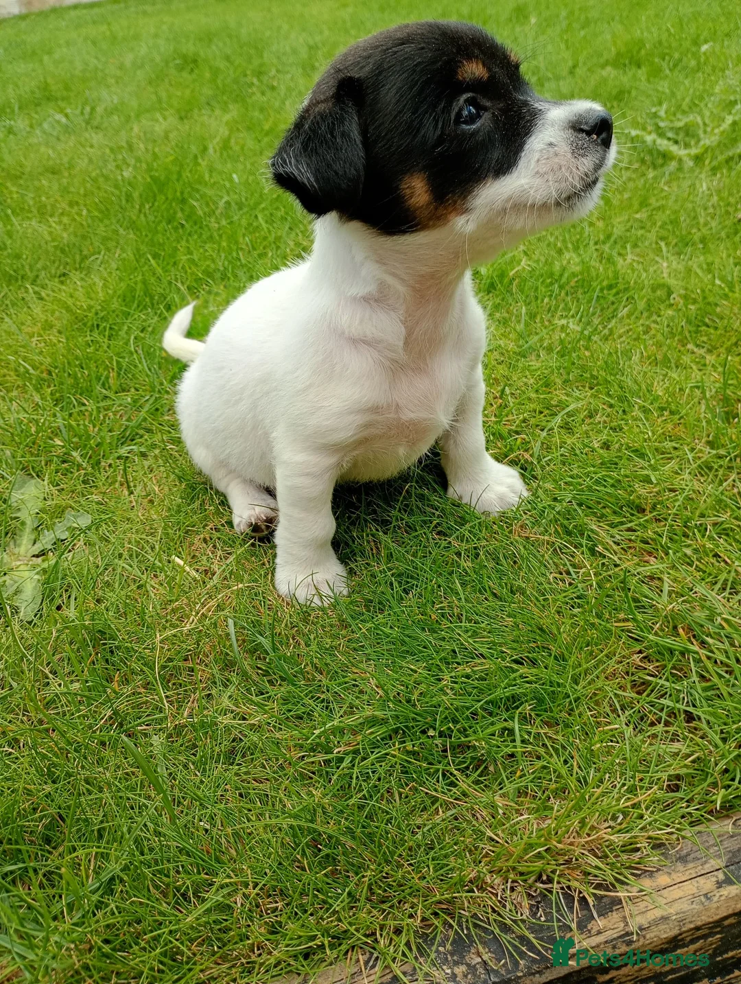 Jack Russell dogs for sale: Jack Russel puppies  - Advert 2