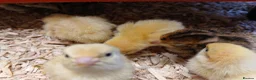 Quail poultry for sale: Coturnix (Japanese) Quail chicks - Advert 2