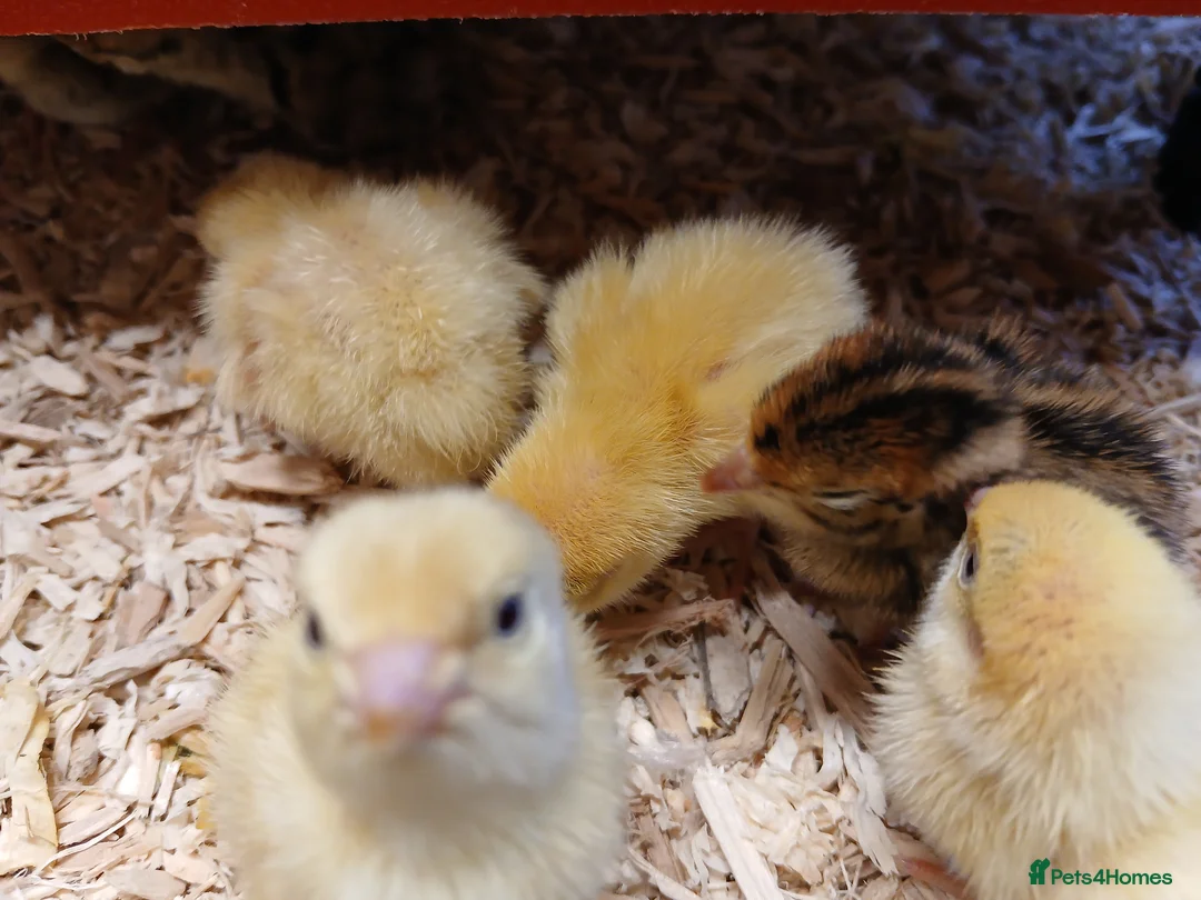 Quail poultry for sale: Coturnix (Japanese) Quail chicks - Advert 2