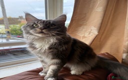 Maine Coon cats for sale: GCCF Pedigree Russian line Maine Coon - Advert 33