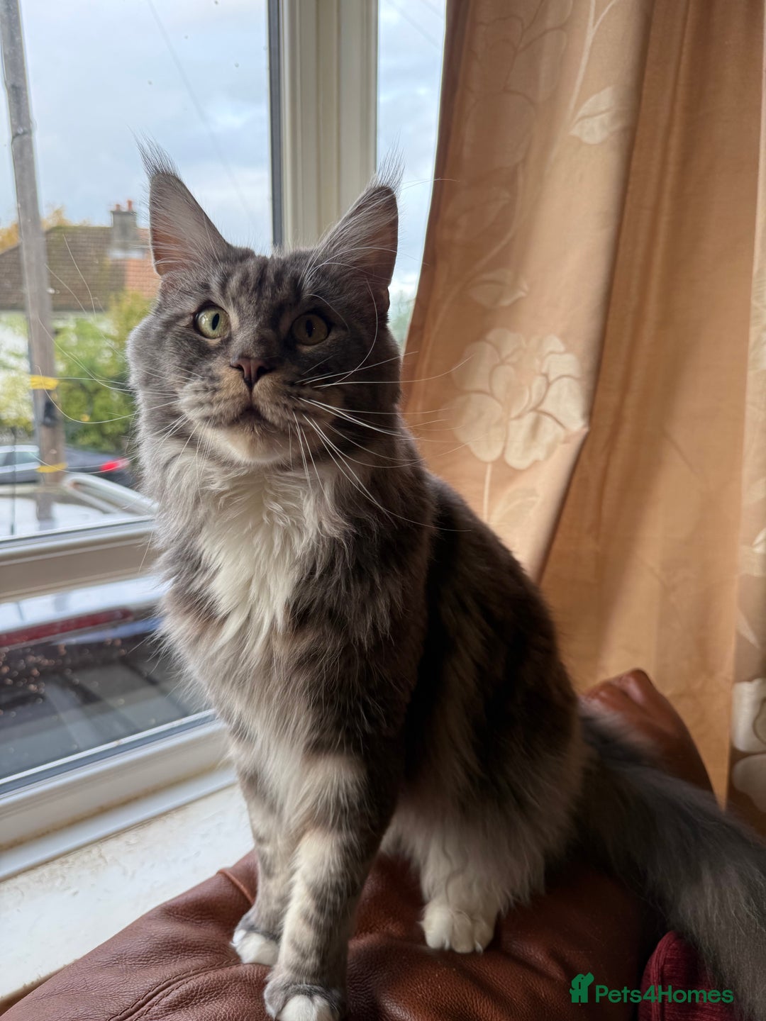 Maine Coon cats for sale: GCCF Pedigree Russian line Maine Coon - Advert 33
