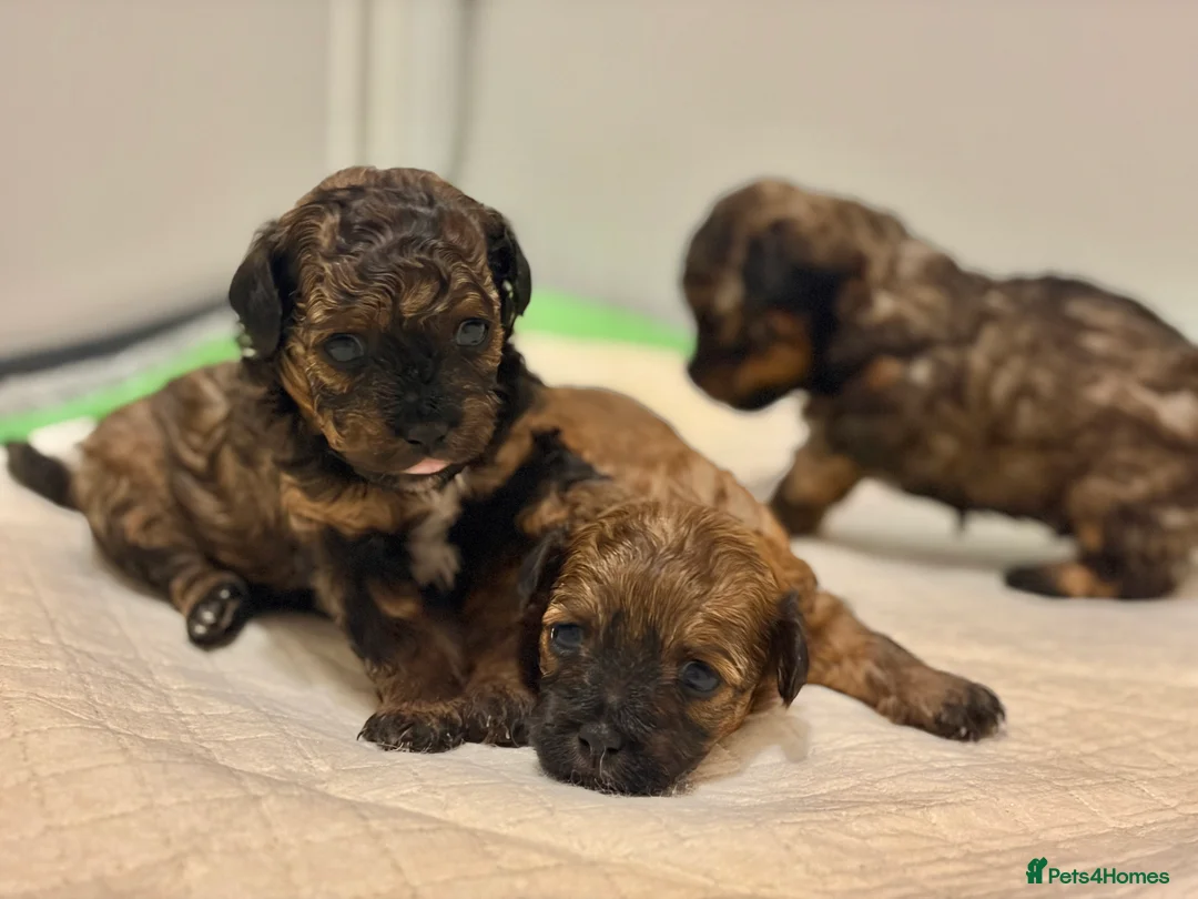 Mixed Breed dogs for sale: Toy Poodle Mix Puppies – Home Raised - Advert 2