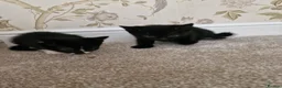 Mixed Breed cats for sale: Kittens Ready Now in Basildon - Advert 28