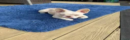 French Bulldog dogs for sale: Beautiful New Shade Isabella French Bulldog Puppy - Advert 2