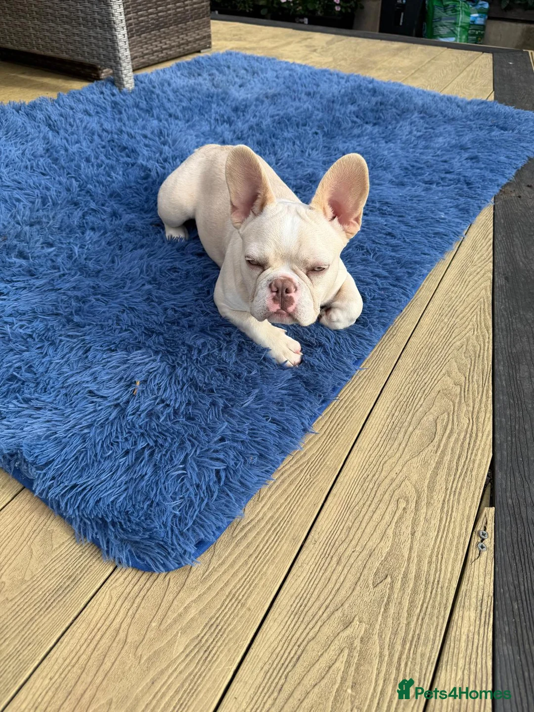French Bulldog dogs for sale: Beautiful New Shade Isabella French Bulldog Puppy - Advert 2