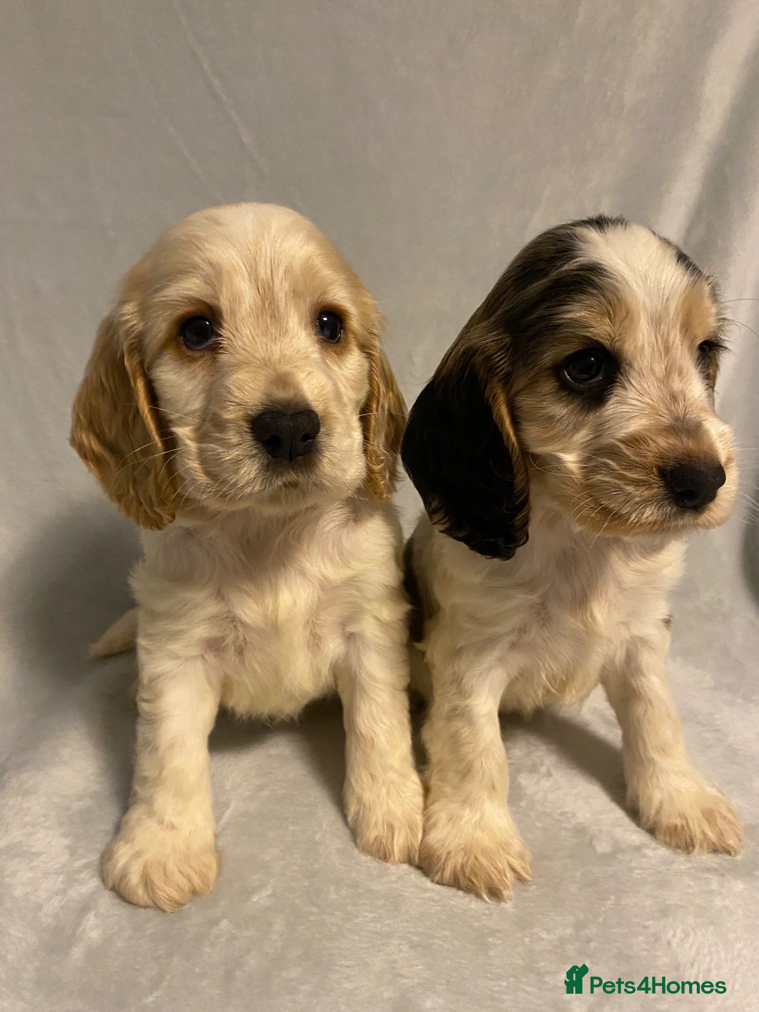 Cocker Spaniel dogs 🐶Show type KC reg vaccinated READY NOW  - Advert 1