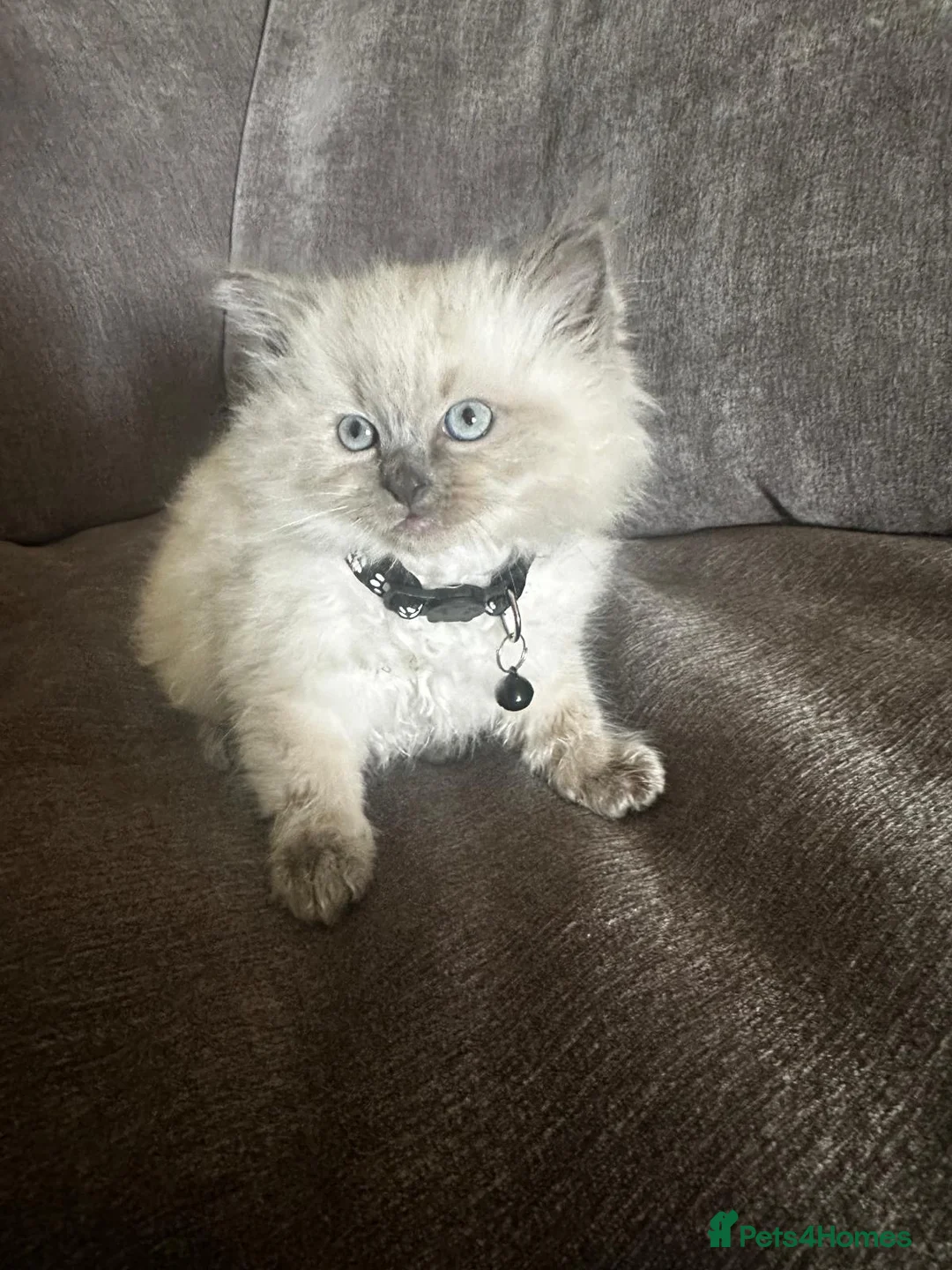 Ragdoll cats for sale: Beautiful ragdoll kittens for sale - Advert 8
