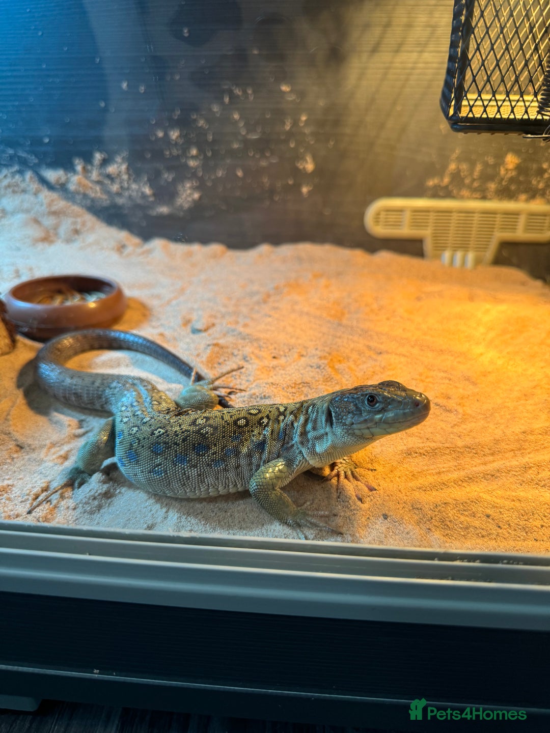 Lizard reptiles for sale: European eyed lizard  - Advert 2