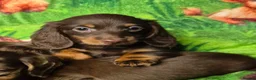 Miniature Dachshund dogs for sale: ⚜️KC PRA clear TINY Miniature dachshund puppies  - Advert 15