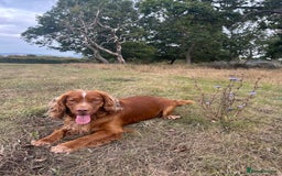 Cocker Spaniel dogs for sale: Working cocker spaniel (male) 4 years old - Image 7