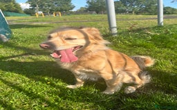 Mixed Breed dogs for sale: Cleo- Mixed Breed - Image 8