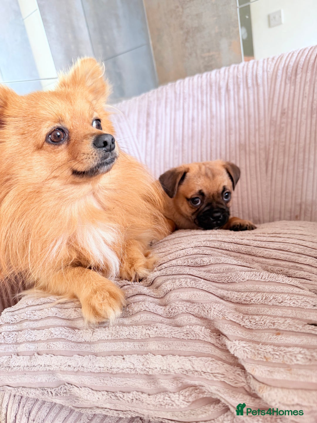 Pomeranian dogs for sale: Pug x Pomeranian mixed breed Puppies  - Advert 19