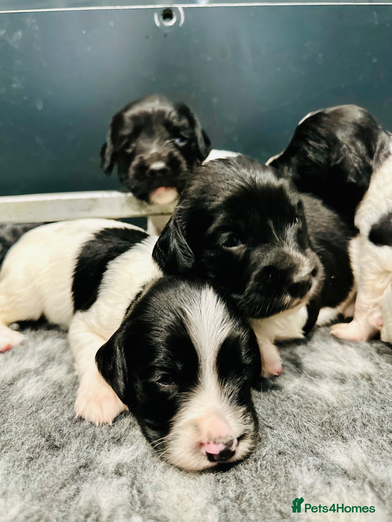 English Springer Spaniel dogs KC FTCH English Springer Spaniel Puppies - Advert 2