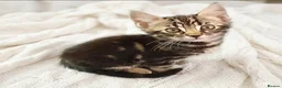 Mixed Breed cats for sale: Stunning Bengal Mix Kitten 1 girl. - Advert 6