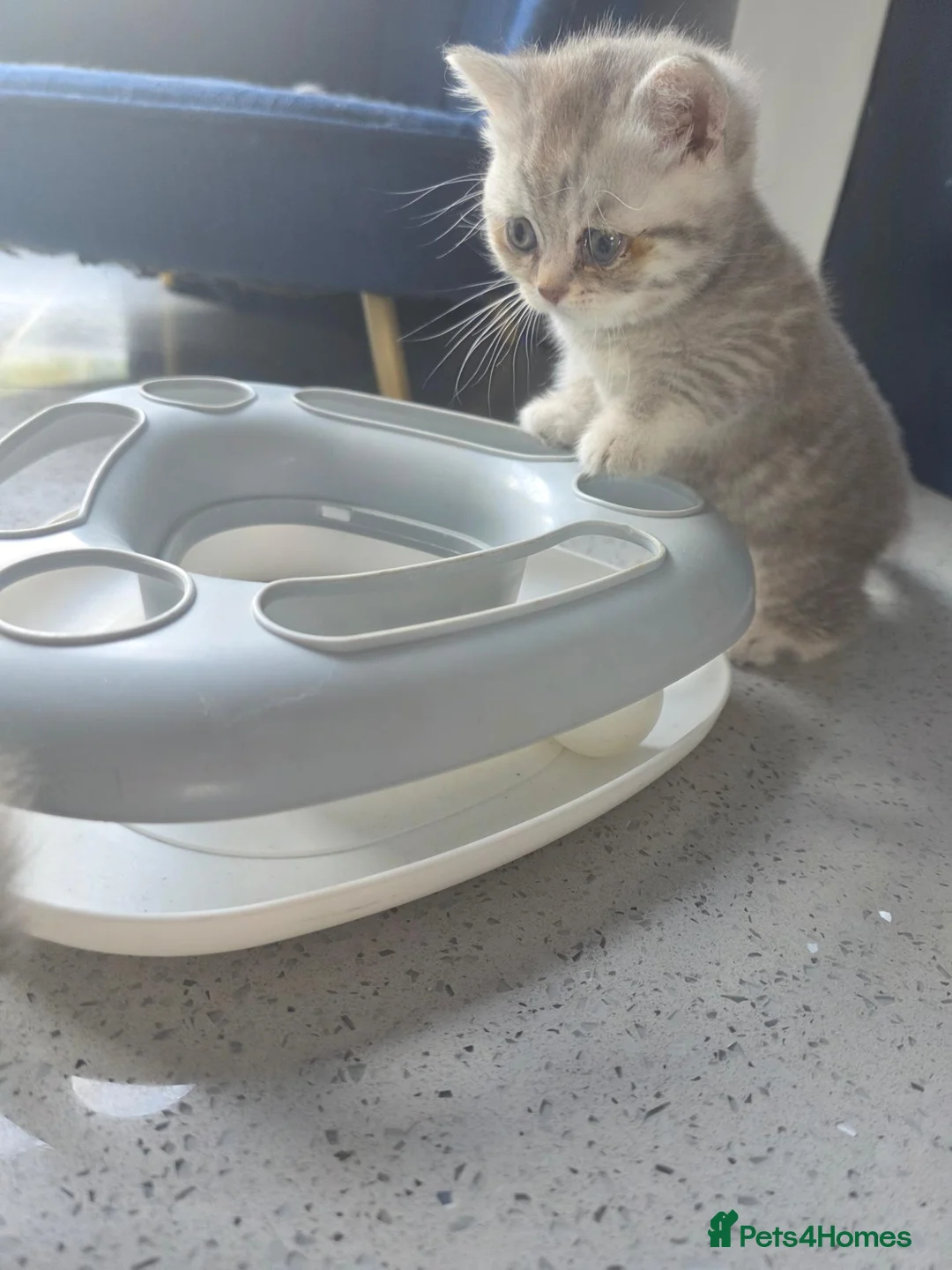 British Shorthair cats for sale: 3 beautiful babies ready to reserve  - Advert 13