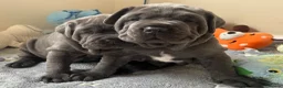 Neapolitan Mastiff dogs for sale: 2 puppies Neapolitan mastiff  - Advert 13