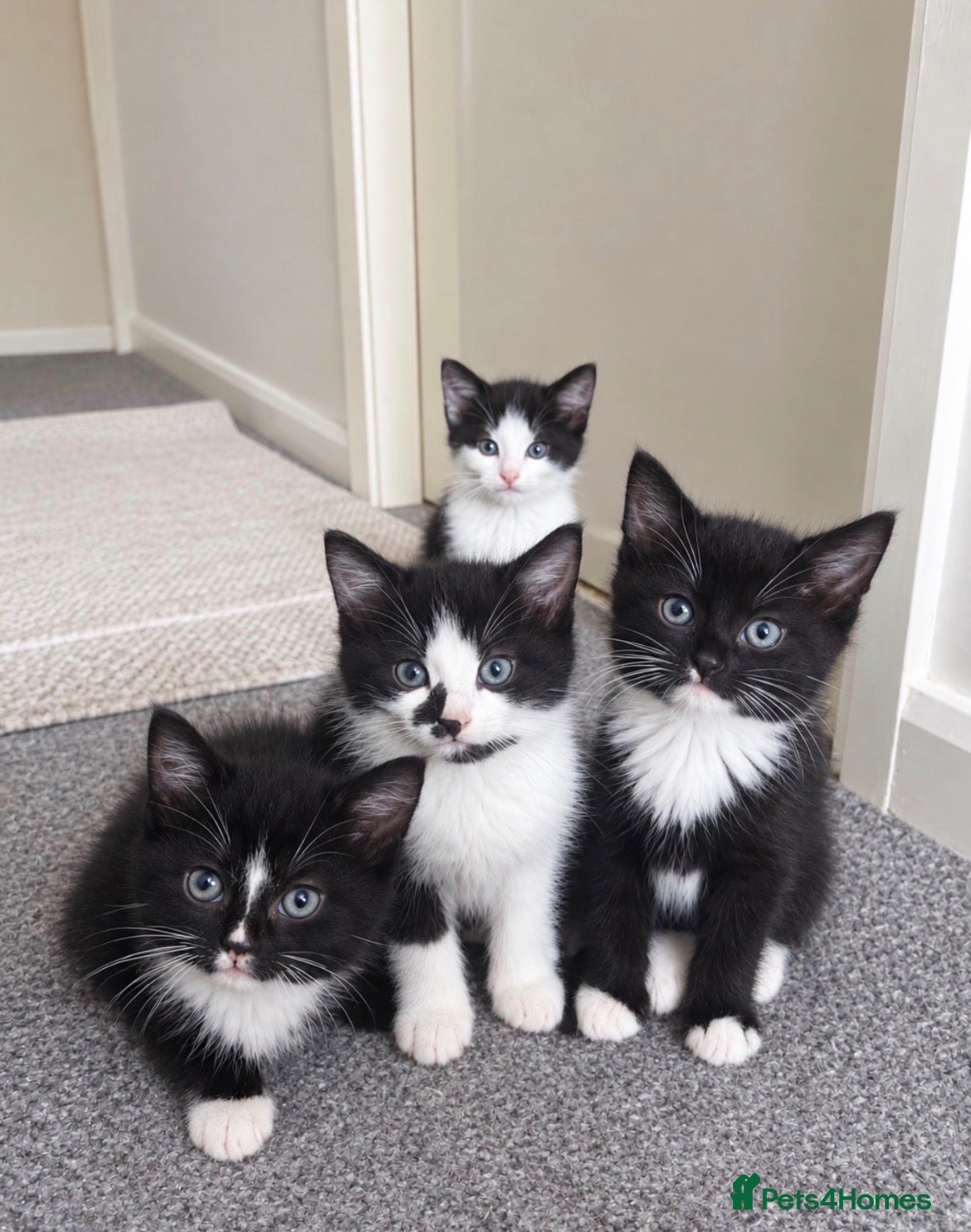 British Shorthair cats Kittens for sale!! - Advert 1