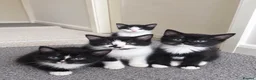 British Shorthair cats for sale: Kittens for sale!! in Stoke-on-Trent - Advert 1