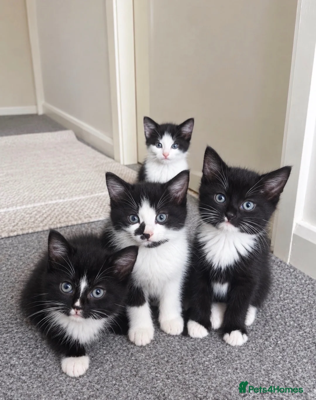 British Shorthair cats for sale: Kittens for sale!! in Stoke-on-Trent - Advert 1