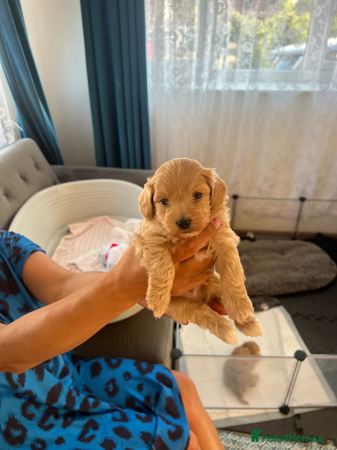 Maltipoo dogs for sale: Gorgeous Maltipoo Puppies - Image 26